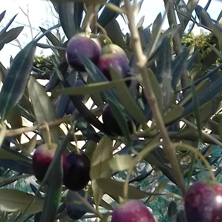 Polonijo Nada Krk Town