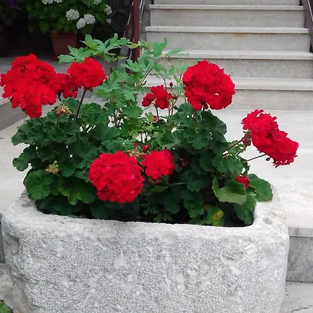 Polonijo Nada Krk Town