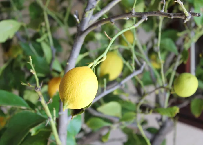 Apartman Polonijo Nada Krk Town