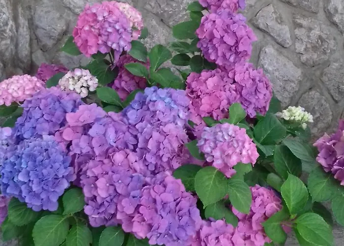 Apartman Polonijo Nada *