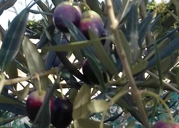 Polonijo Nada Krk Town