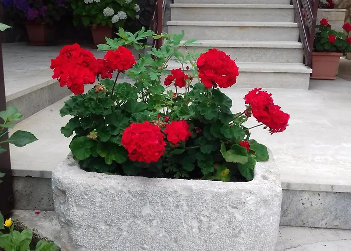 Polonijo Nada Krk Town