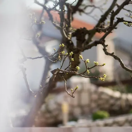 Polonijo Nada קרק